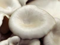 Kolindros Mushrooms | Quality