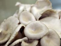 Kolindros Mushrooms | Quality