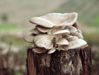 Kolindros Mushrooms | About Us
