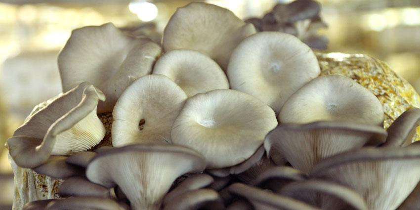 Can I cultivate at home pleurotus mushrooms?