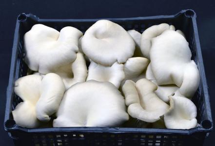 Fresh selected fillet of pleurotus mushrooms 2kg
