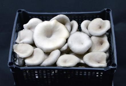 Fresh pleurotus mushrooms 4kg
