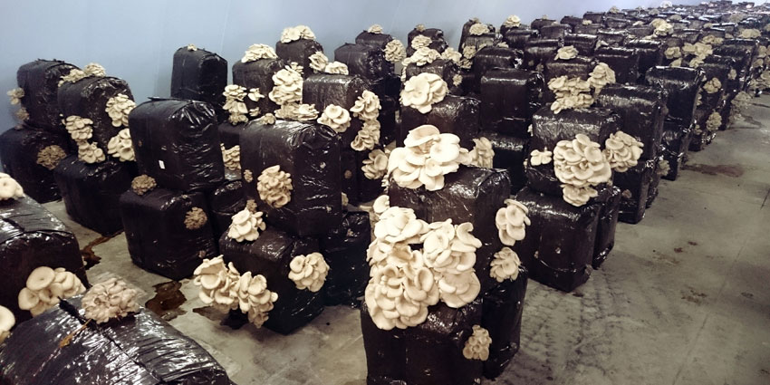 Υπόστρωμα/μπλοκ μανιταριών πλευρώτους